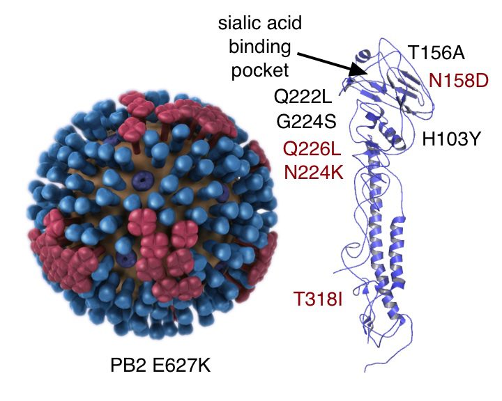 Ferrets transmission influenza airborne virus between