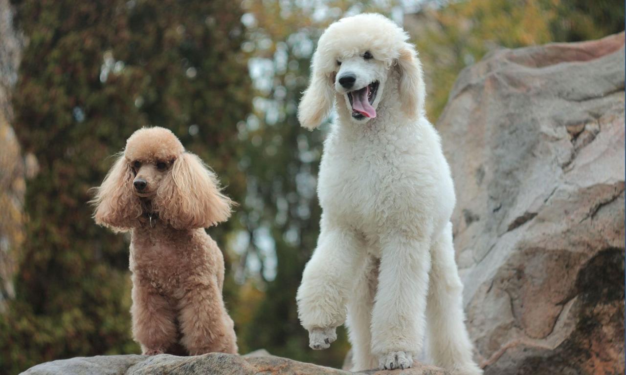 Poodle meaning