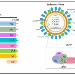 Cdc virus flu influenza avian library science outbreak photograph egypt advisory prompts travel electron micrograph transmission virion pediatric pathophysiology