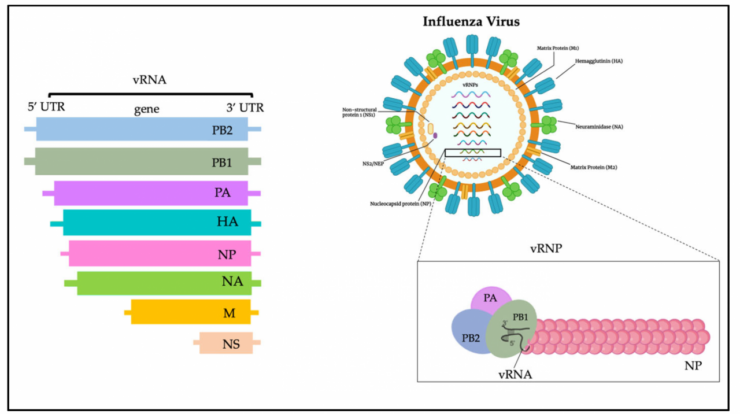 Cdc virus flu influenza avian library science outbreak photograph egypt advisory prompts travel electron micrograph transmission virion pediatric pathophysiology